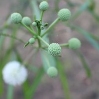 Leucaena leucocephala (Lam.) de Wit